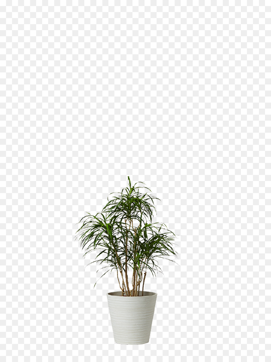 Monstruo，Planta De Casa PNG