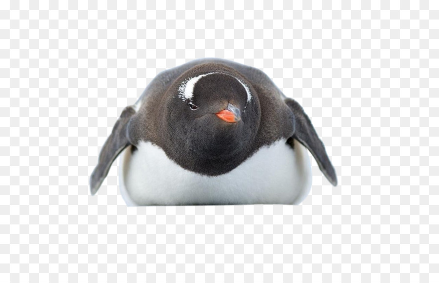 Pingüino，Antarctica PNG