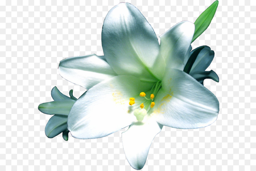 Flor，Lilium PNG