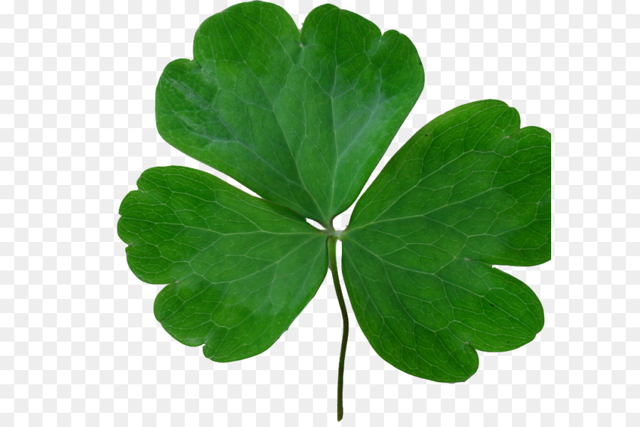 El Día De San Patricio，Shamrock PNG