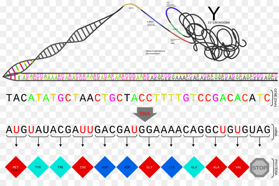 Los Genes，La Proteína PNG