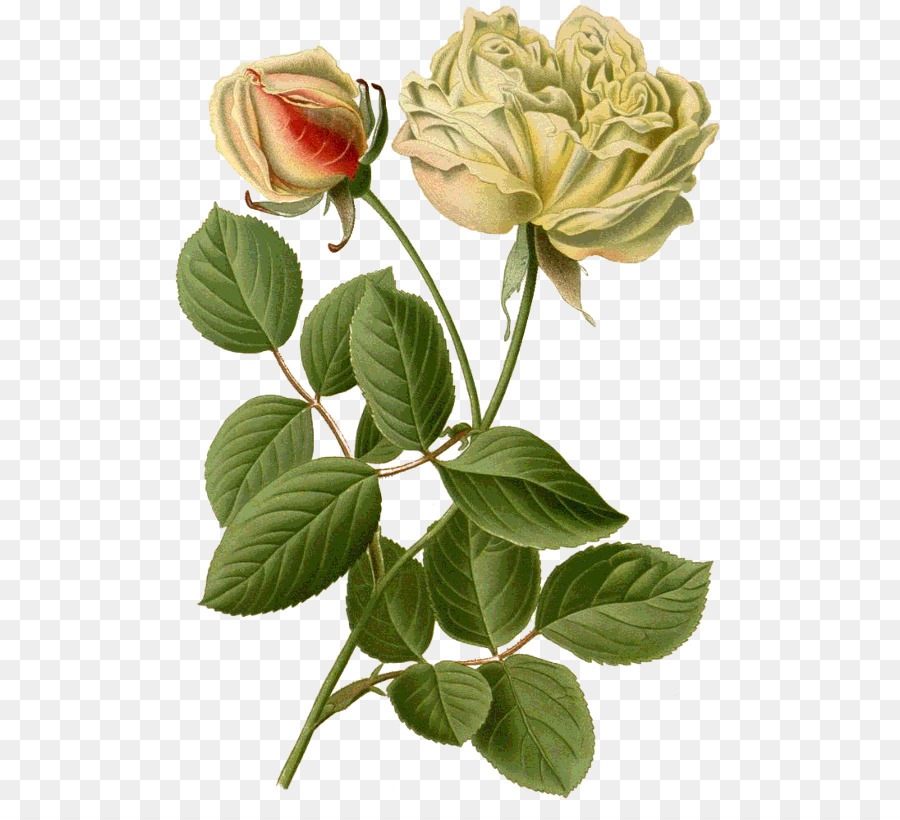 Rosas De Jardín，Flores Favoritas De Jardín Y Invernadero PNG