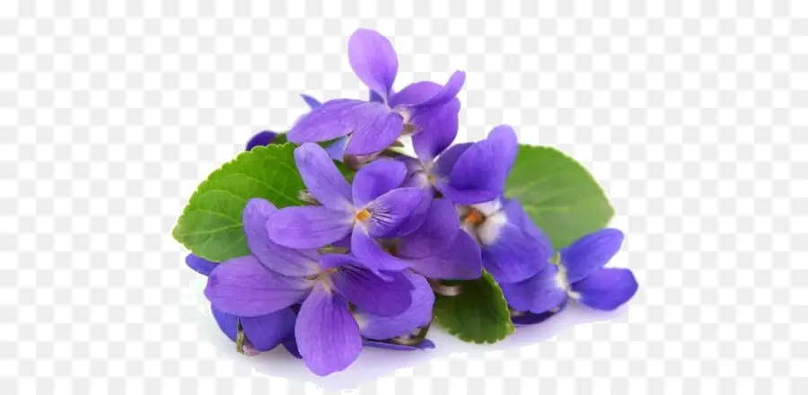 Flores Violetas，Florecer PNG