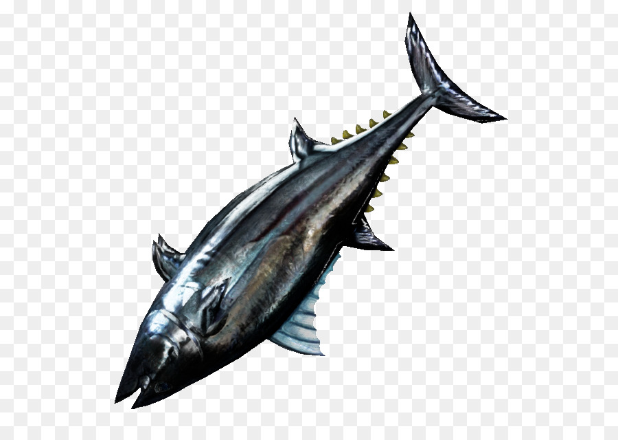 Thunnus，La Caballa PNG