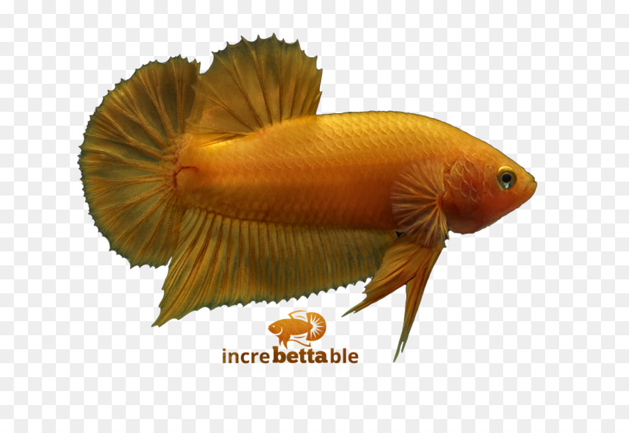 Peces Luchadores Siameses，Amarillo PNG