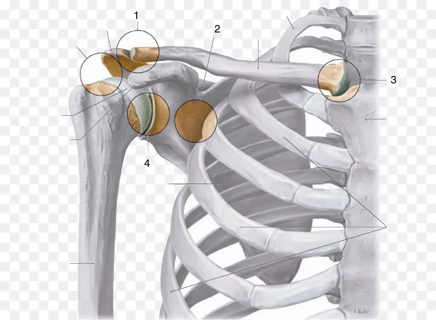 Articulación Acromioclavicular，Articulación Esternoclavicular PNG