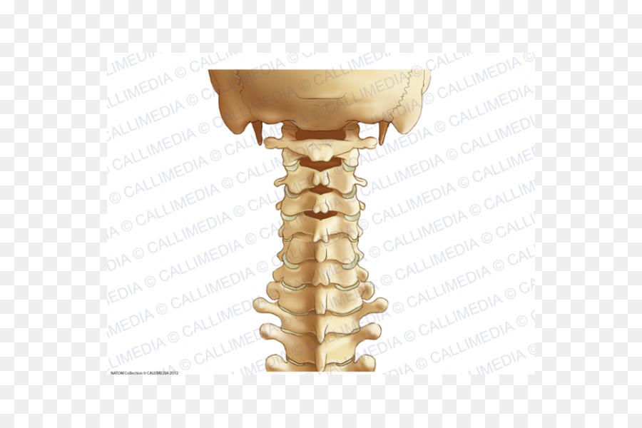 Vértebras Cervicales，Columna Vertebral PNG