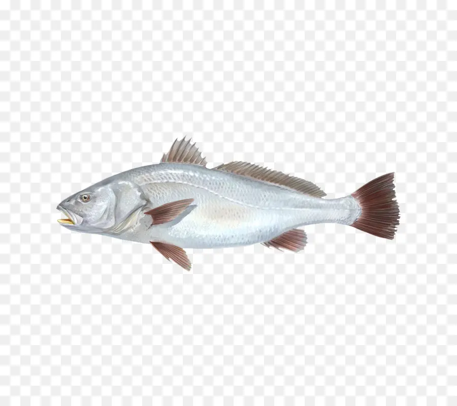 Bacalao，Los Productos De Pescado PNG