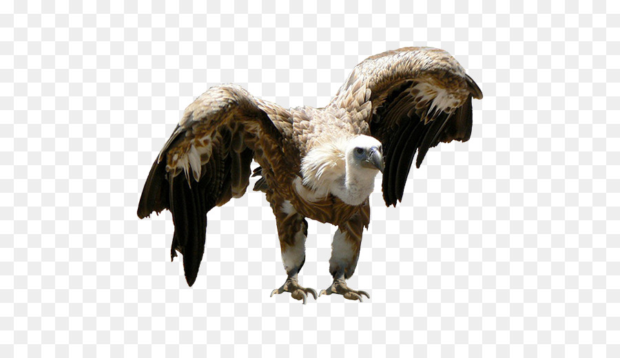 águila Calva，Buitre PNG