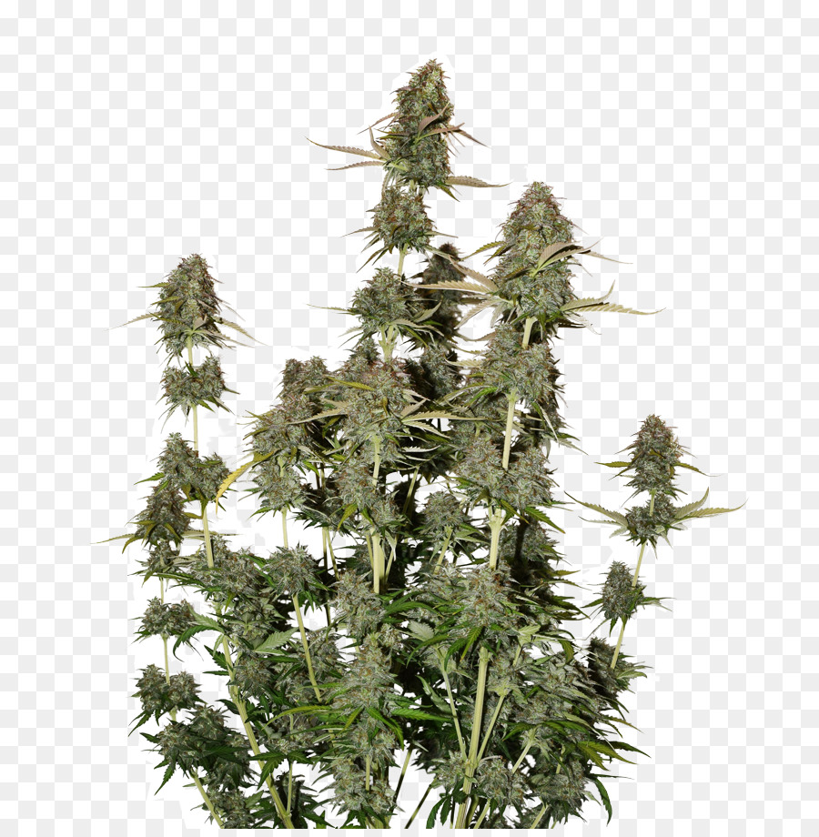 Cannabis De Autofofunción，Semilla PNG