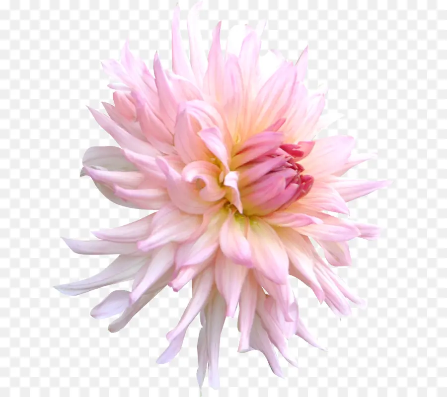 Crisantemo，Rosa PNG