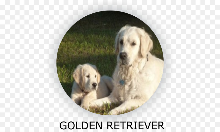 Golden Retriever，Labrador Retriever PNG