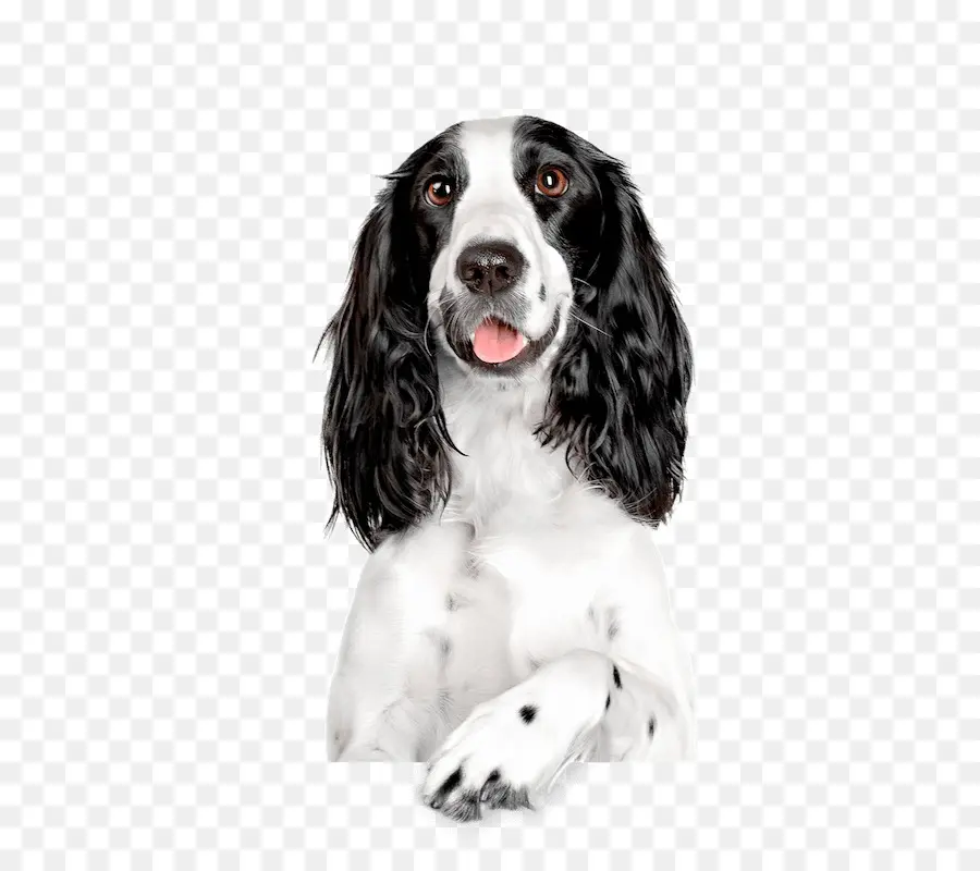 Perro，En Blanco Y Negro PNG