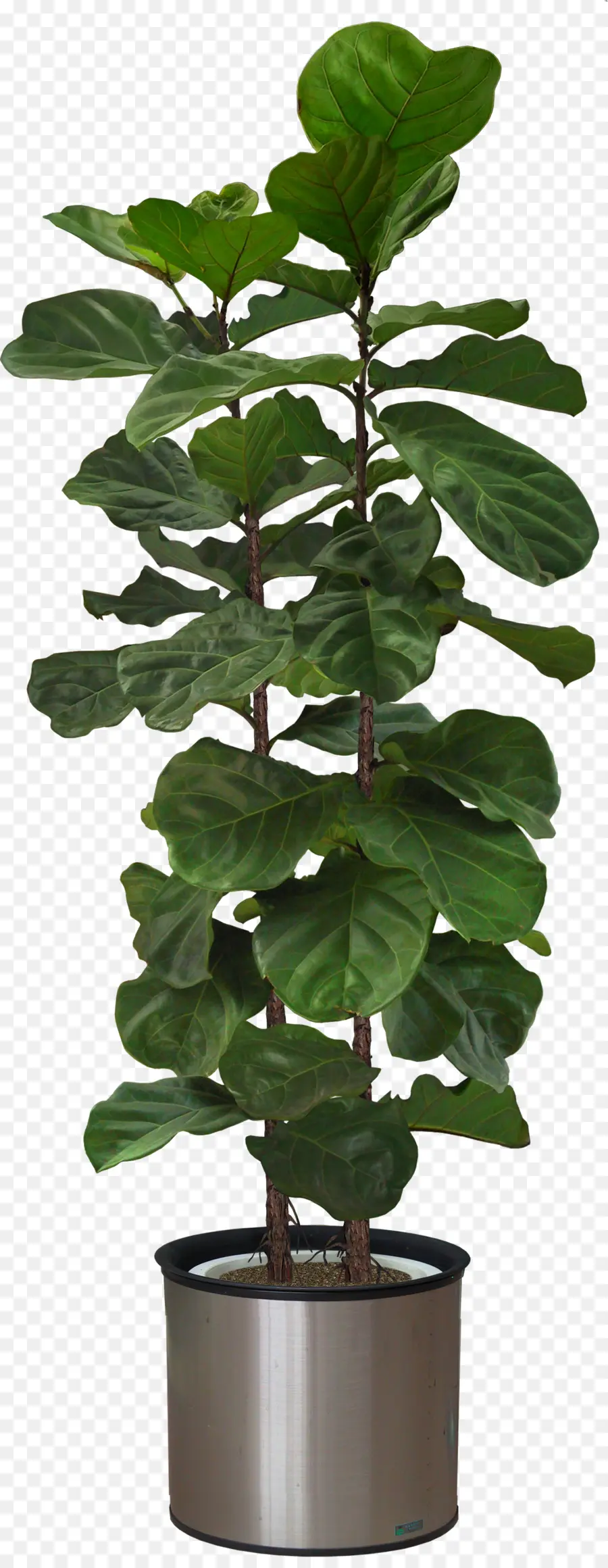 Planta，Árbol PNG