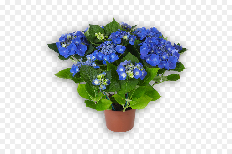 Hortensia Azul，Planta En Maceta PNG