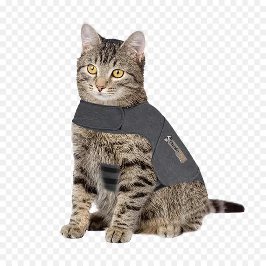 Gato，Mascota PNG