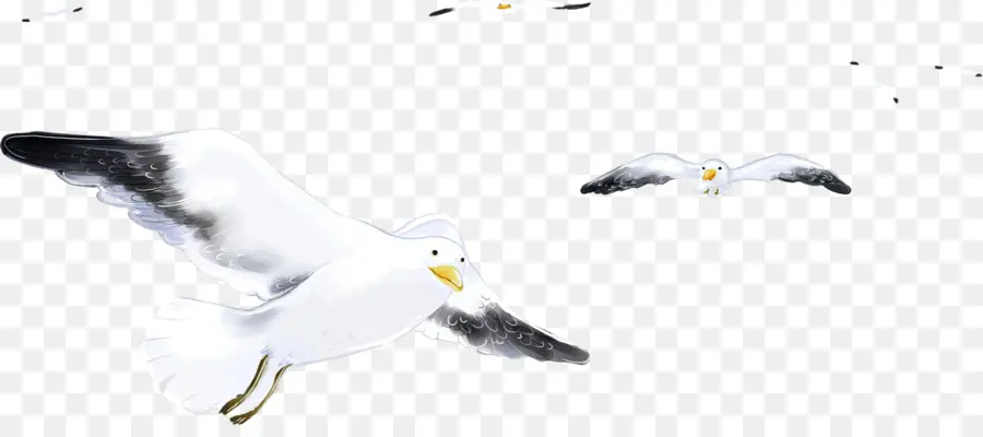 Europea De La Gaviota，Aves PNG