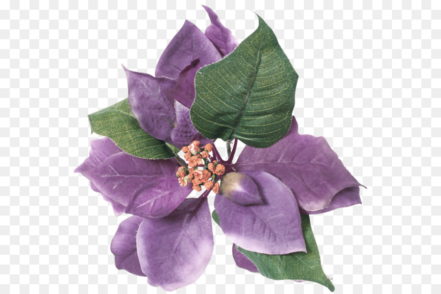 Flor，Violeta PNG