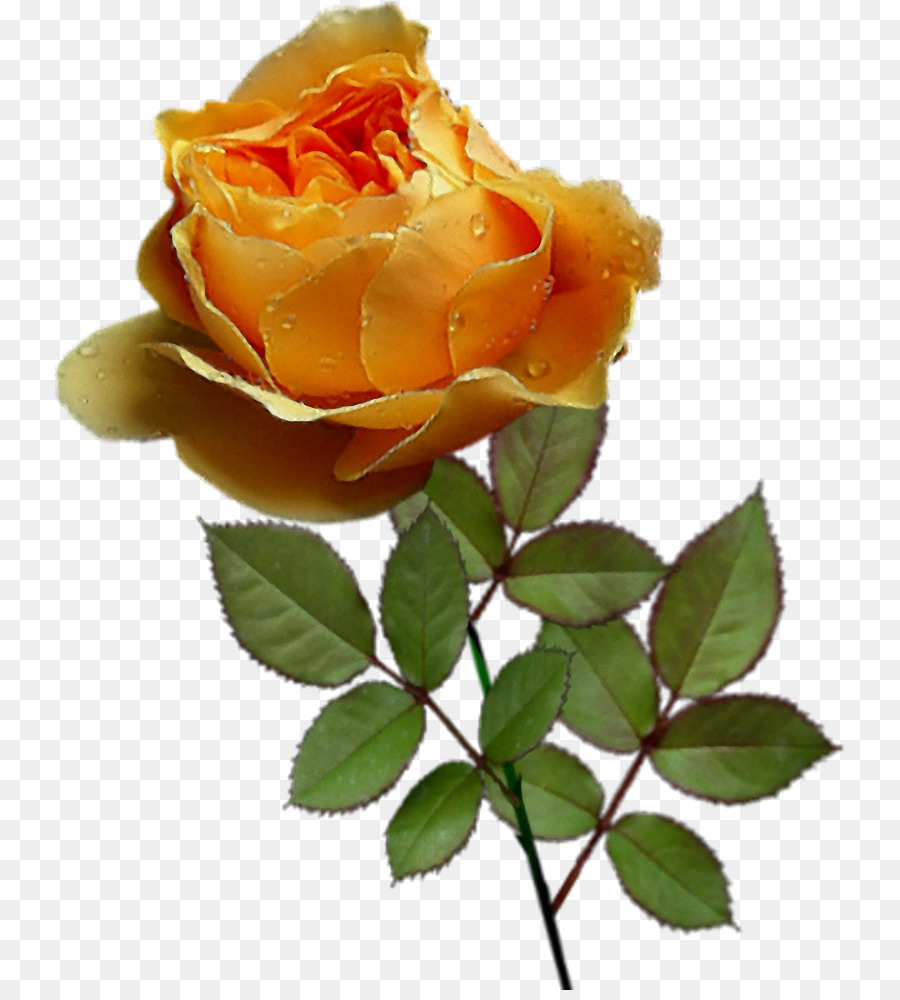 Rosa Rosa，Hojas Verdes PNG