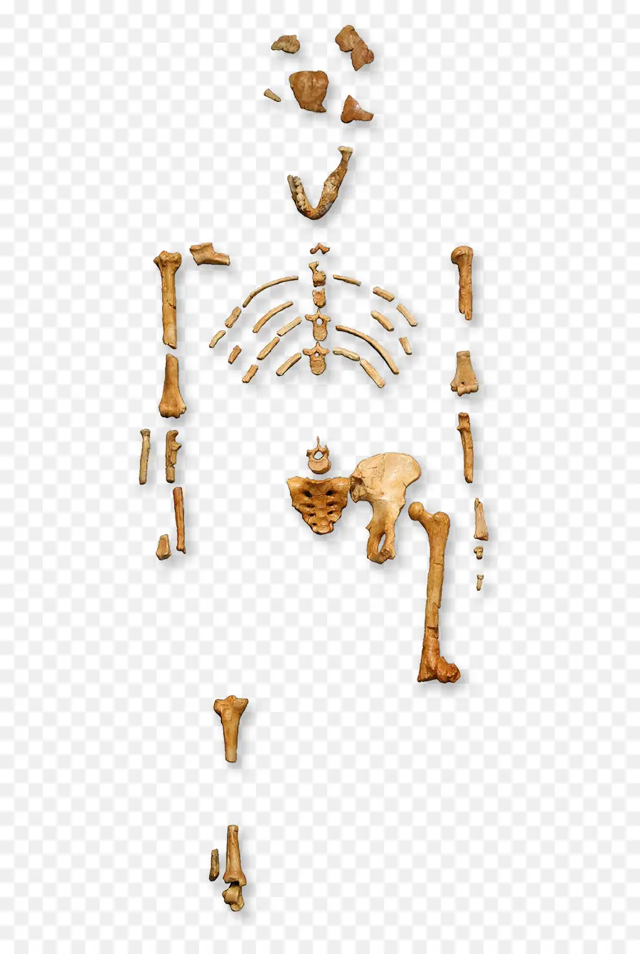 Primado，Australopithecus Afarensis PNG