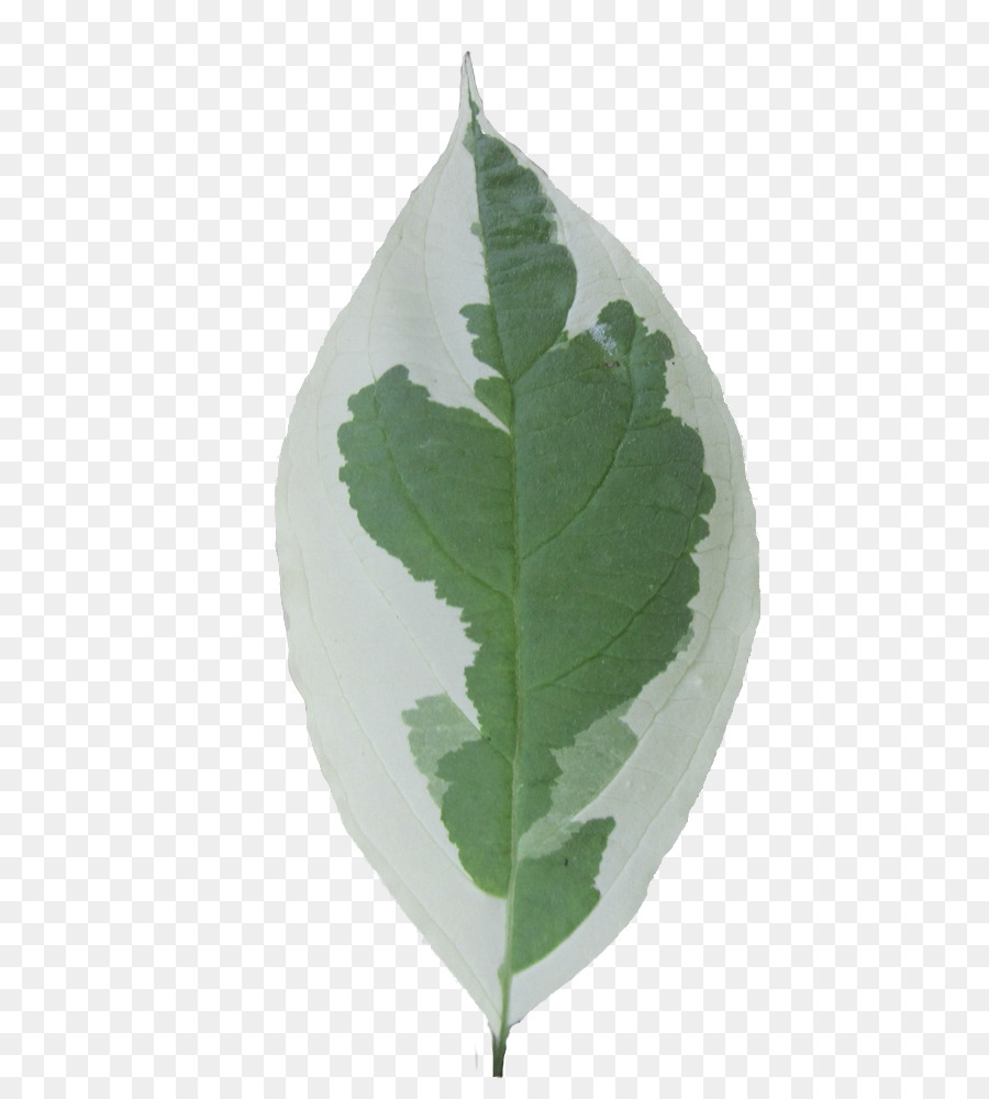 Hoja Verde，Planta PNG