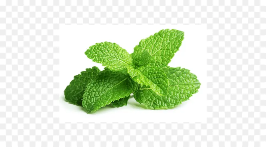 Menta，Mentha Spicata PNG