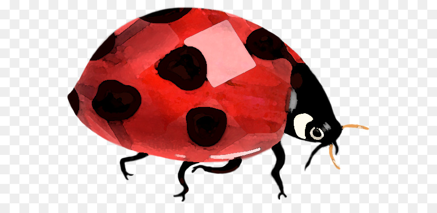 Escarabajo，Lady Bird PNG