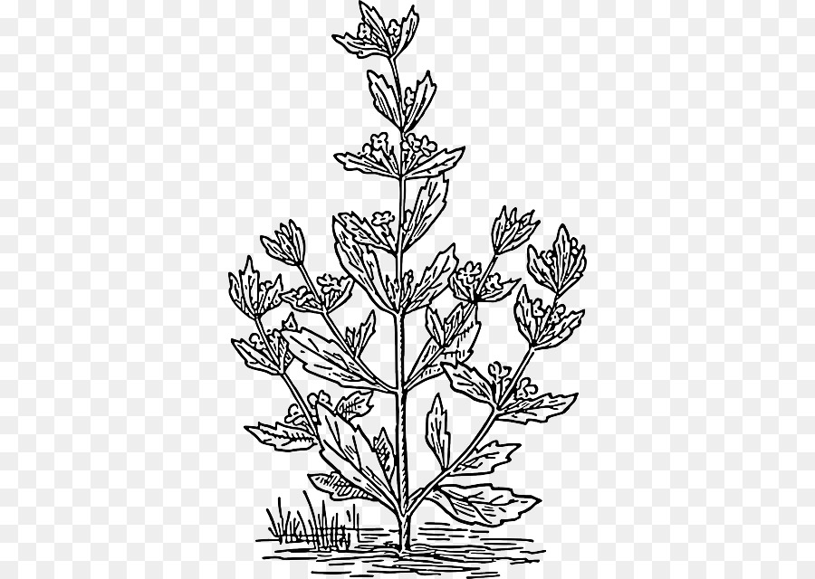 Poleo，Mentha Spicata PNG