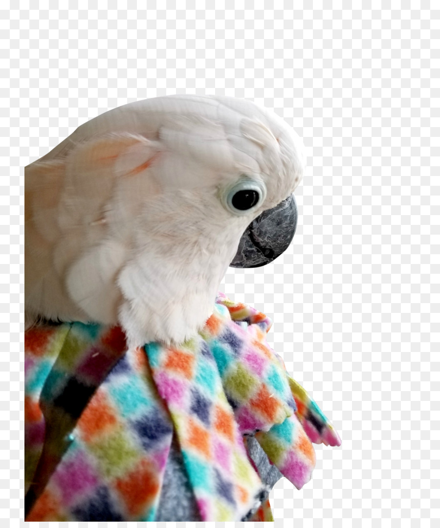 Budgericar，Cockatoo PNG