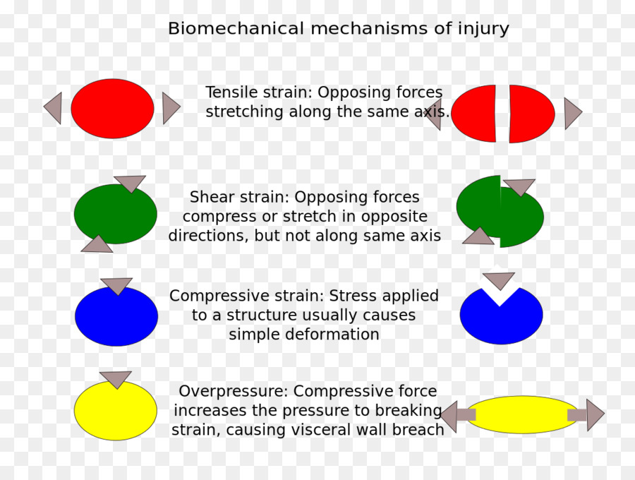 Lesión，Biomecánica PNG