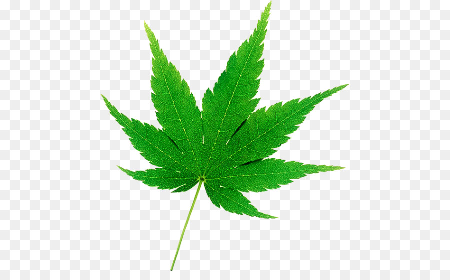 Hoja De Cannabis，Canabis PNG