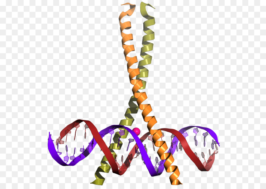 Crebio，Proteína De Cribinding PNG