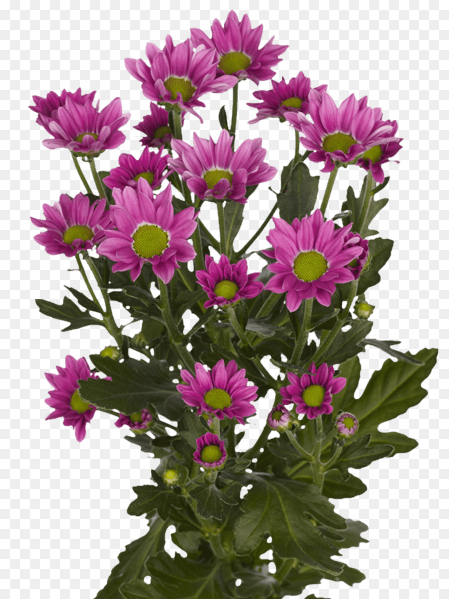 Crisantemo，Aster PNG