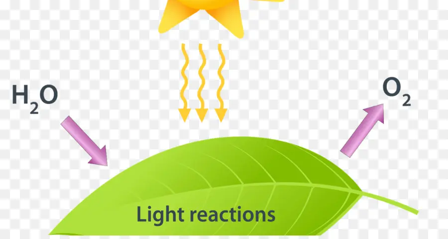 Diagrama De Fotosíntesis，Planta PNG