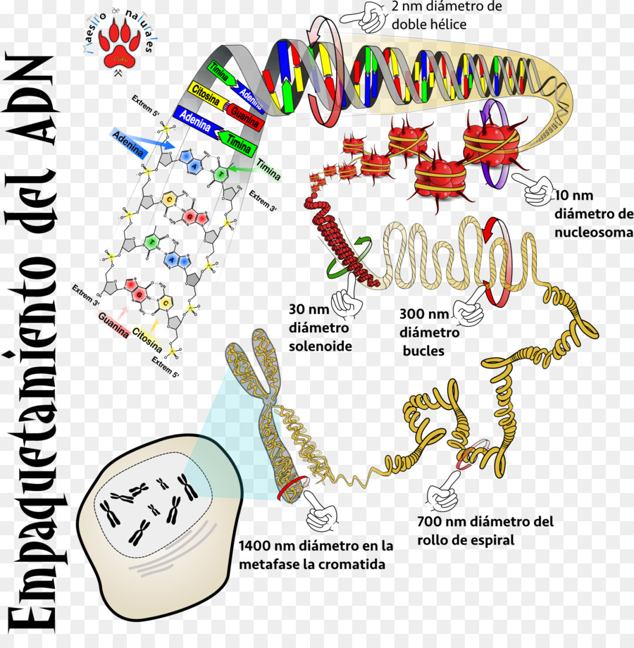 Empaquetado De Adn，Diagrama PNG