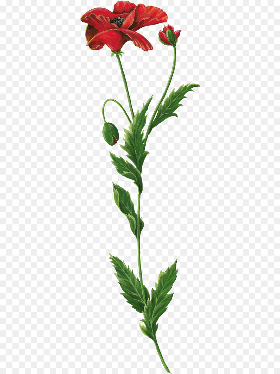 Flor Roja，Flor PNG