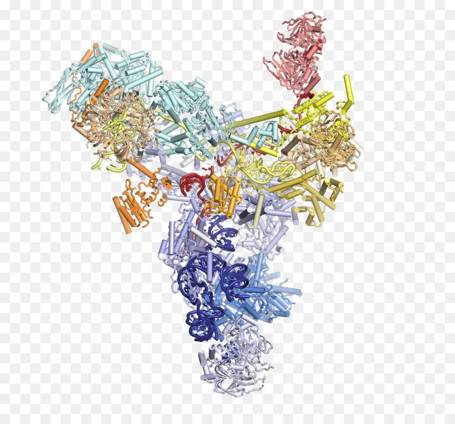 Estructura De La Proteína，Molécula PNG