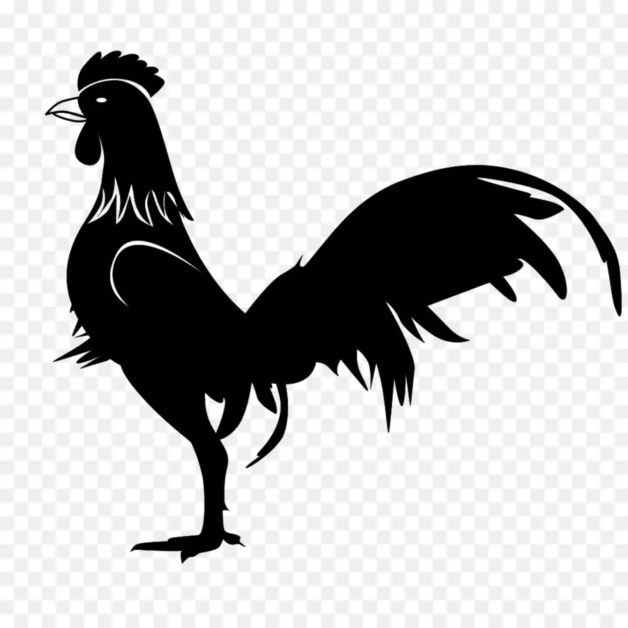 Pollo，Gallo PNG