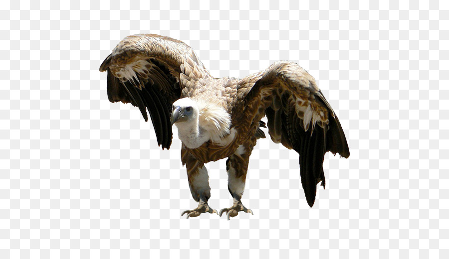 águila，Buitre PNG