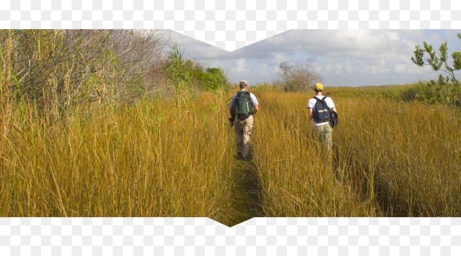 El Parque Nacional De Everglades，De Los Everglades PNG