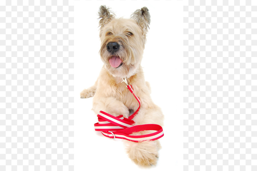 El Cairn Terrier，Glen PNG