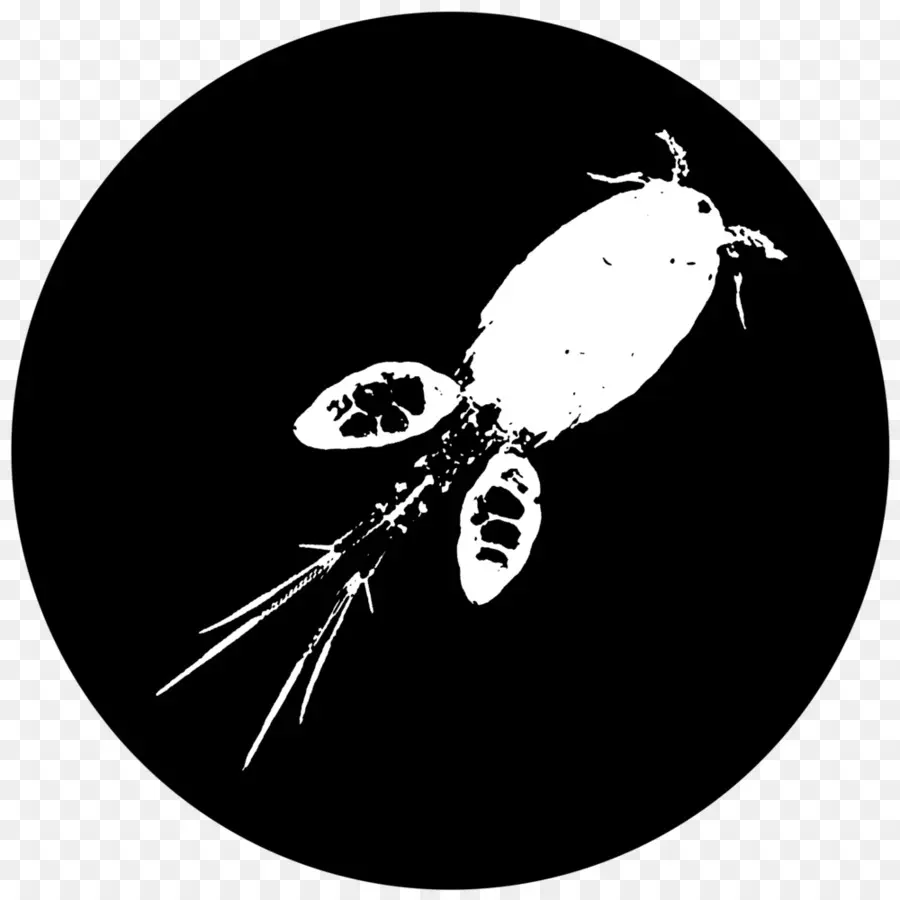 Copépodo，Daphnia Magna PNG