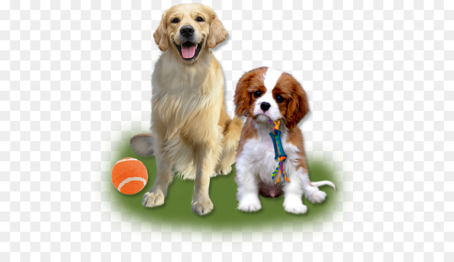 Cavalier King Charles Spaniel，King Charles Spaniel PNG