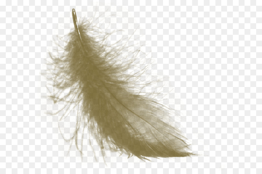 Pluma，Moda PNG