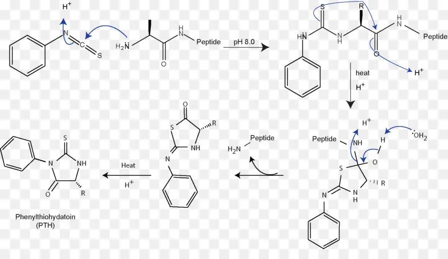 Estructura Química，Molécula PNG