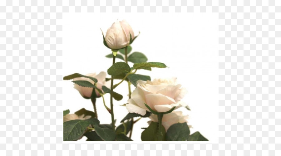 Rosas De Jardín，Rosa De Repollo PNG