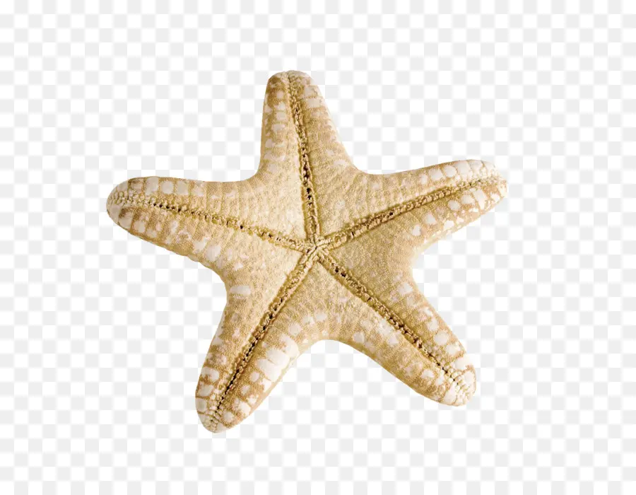 Estrella De Mar，Concha PNG