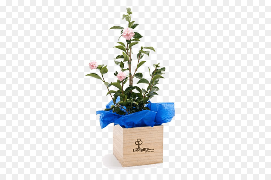 Regalo，Cortar Flores PNG