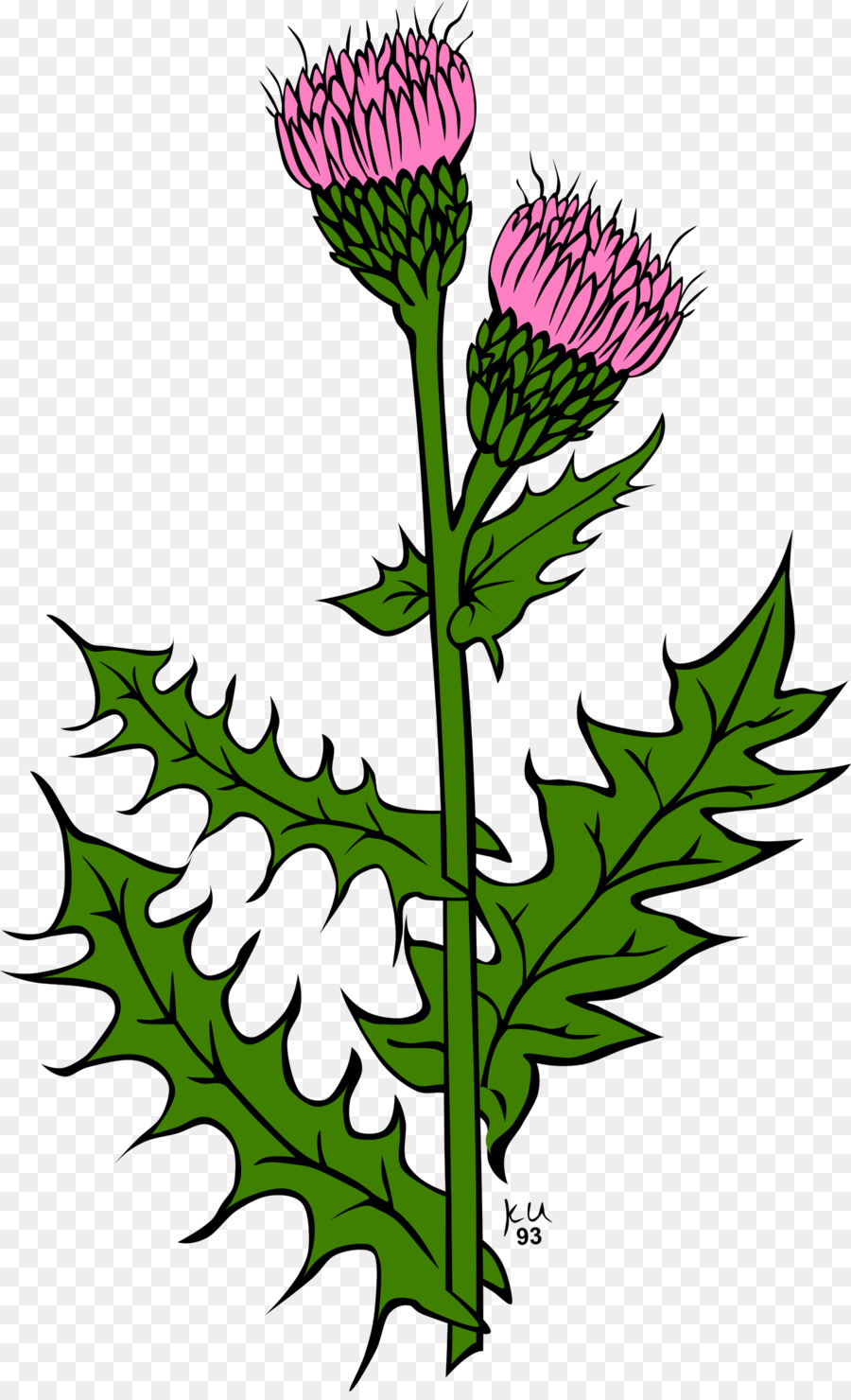 Cirsium Vulgare，Arrastrándose Cardo PNG