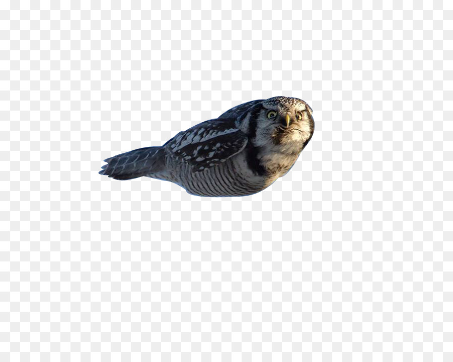 Lechuza，Aves PNG